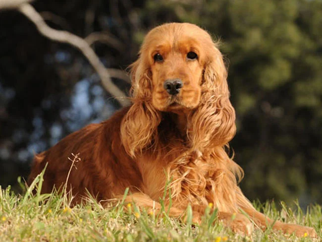 Cocker spaniel