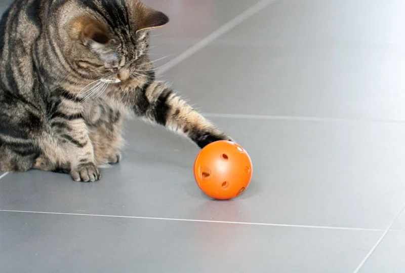 Donnez à votre chat l'occasion de chasser