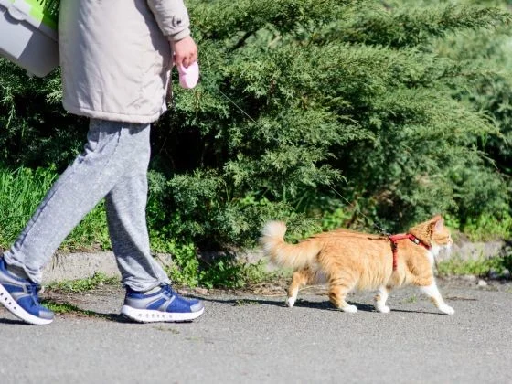 Faire une promenade