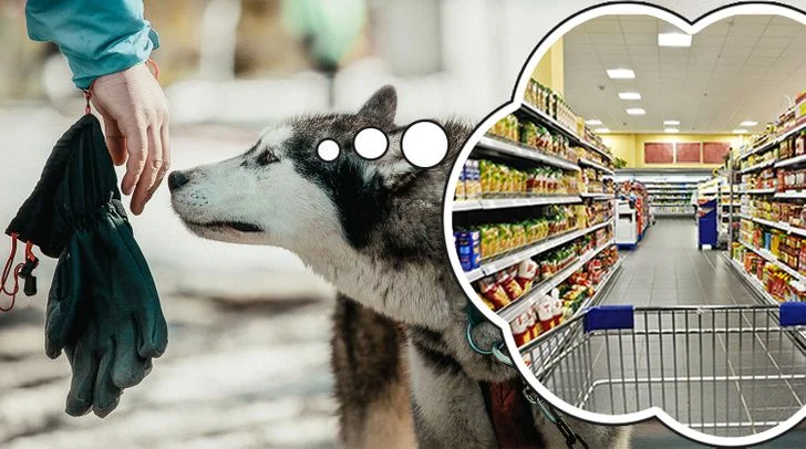 4 secrets révélateurs que votre chien connaît sur vous Ils connaissent déjà l'endroit où vous êtes allé pendant la journée