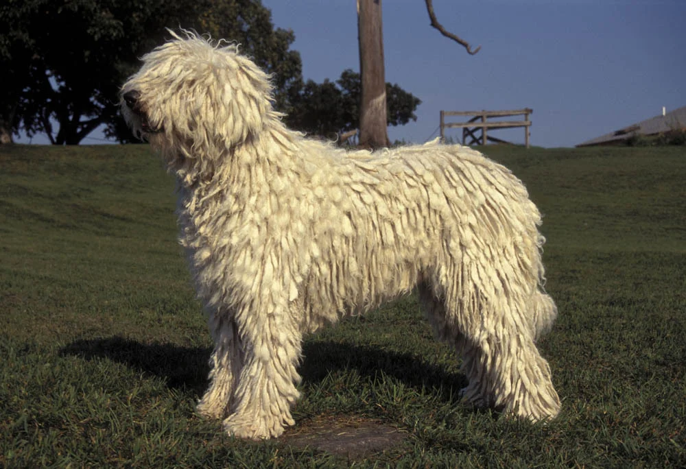 Komondor