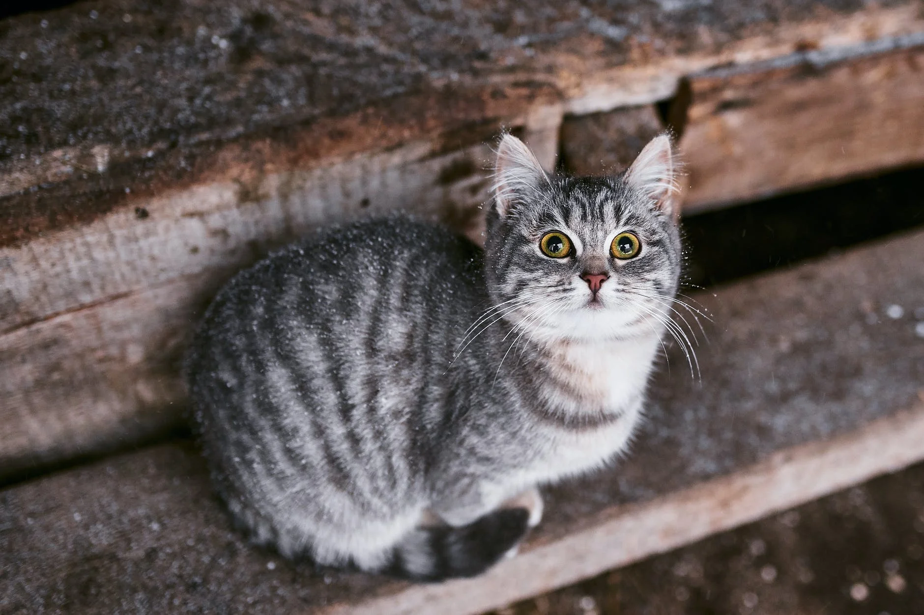 Laisser son chat à l'extérieur sans surveillance