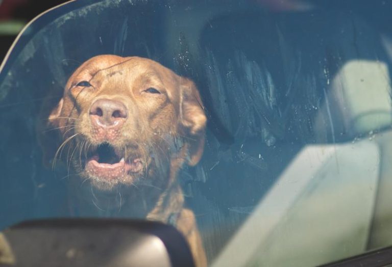 Laisser son chien seul dans la voiture