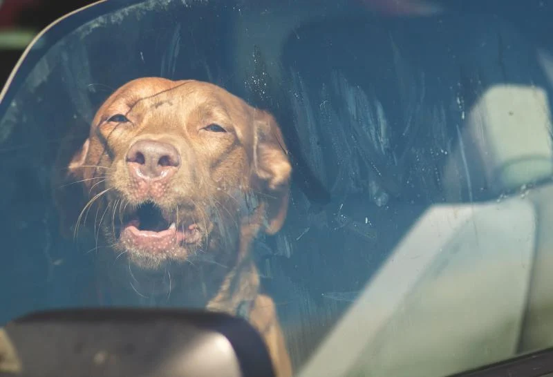 Laisser son chien seul dans la voiture