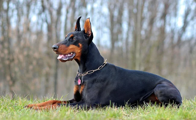 Le Doberman Pinscher