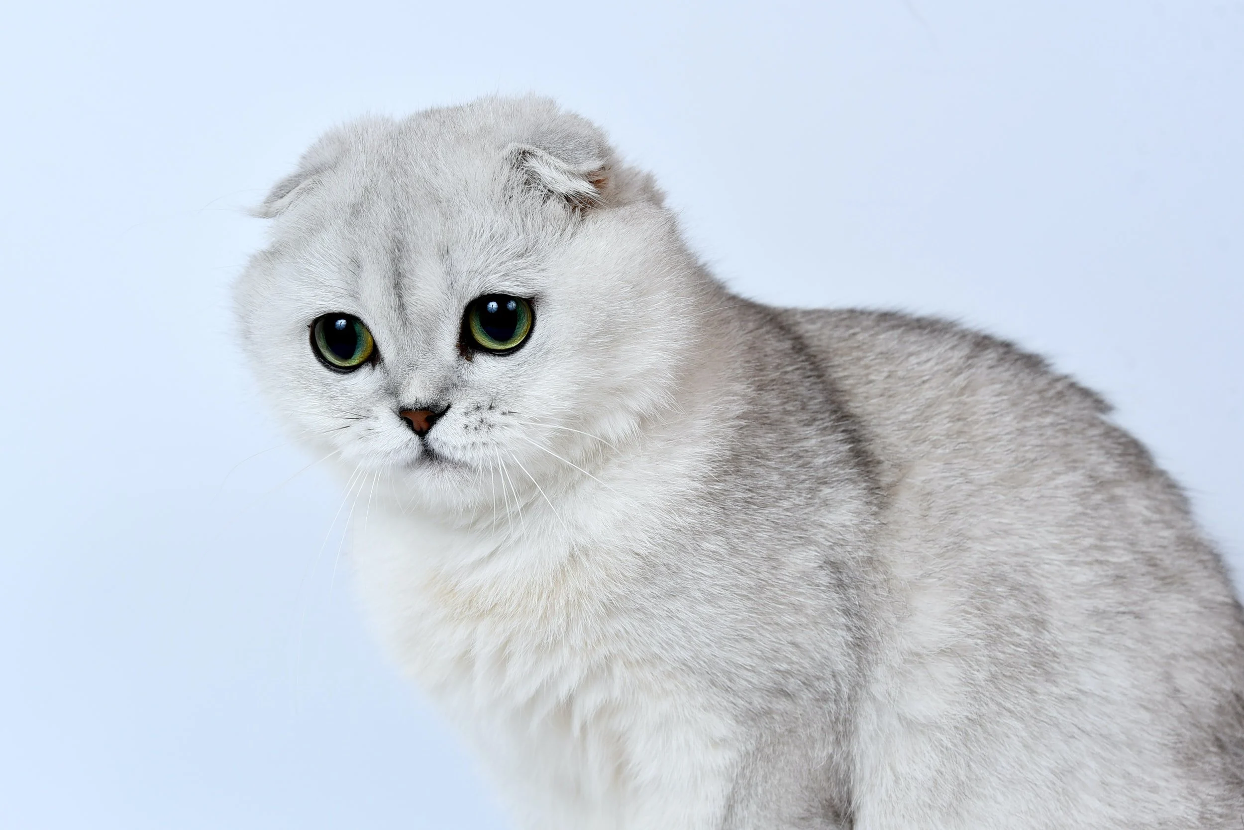 Le Scottish Fold
