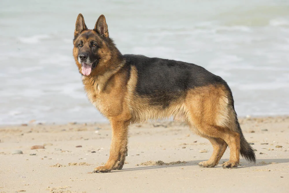 Le berger allemand