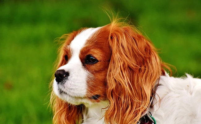 Le cavalier king charles spaniel
