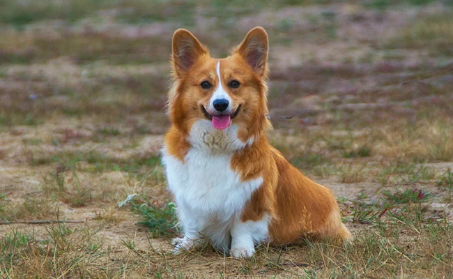 Le pembroke welsh corgi