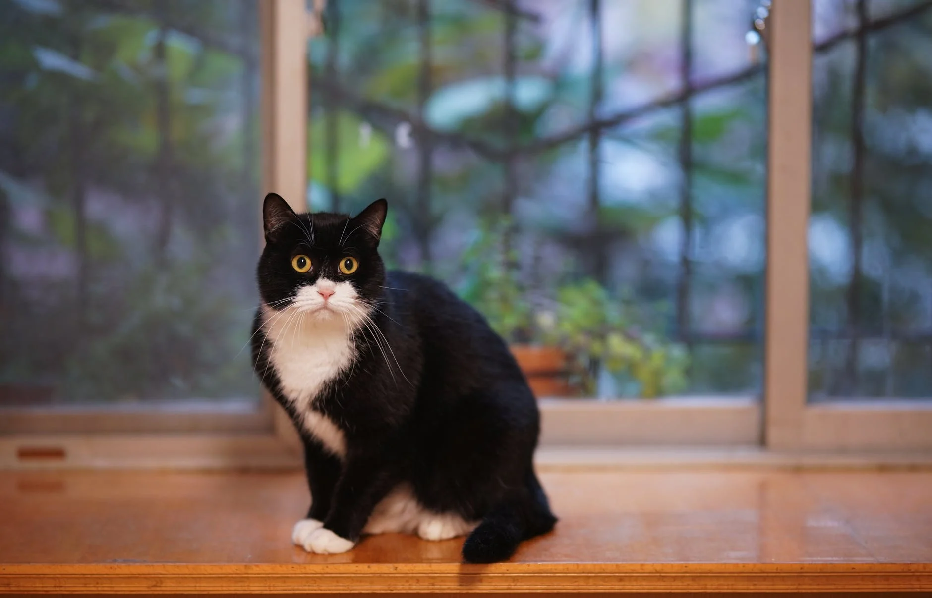 Les chats entendent des sons qui dépassent les capacités des humains