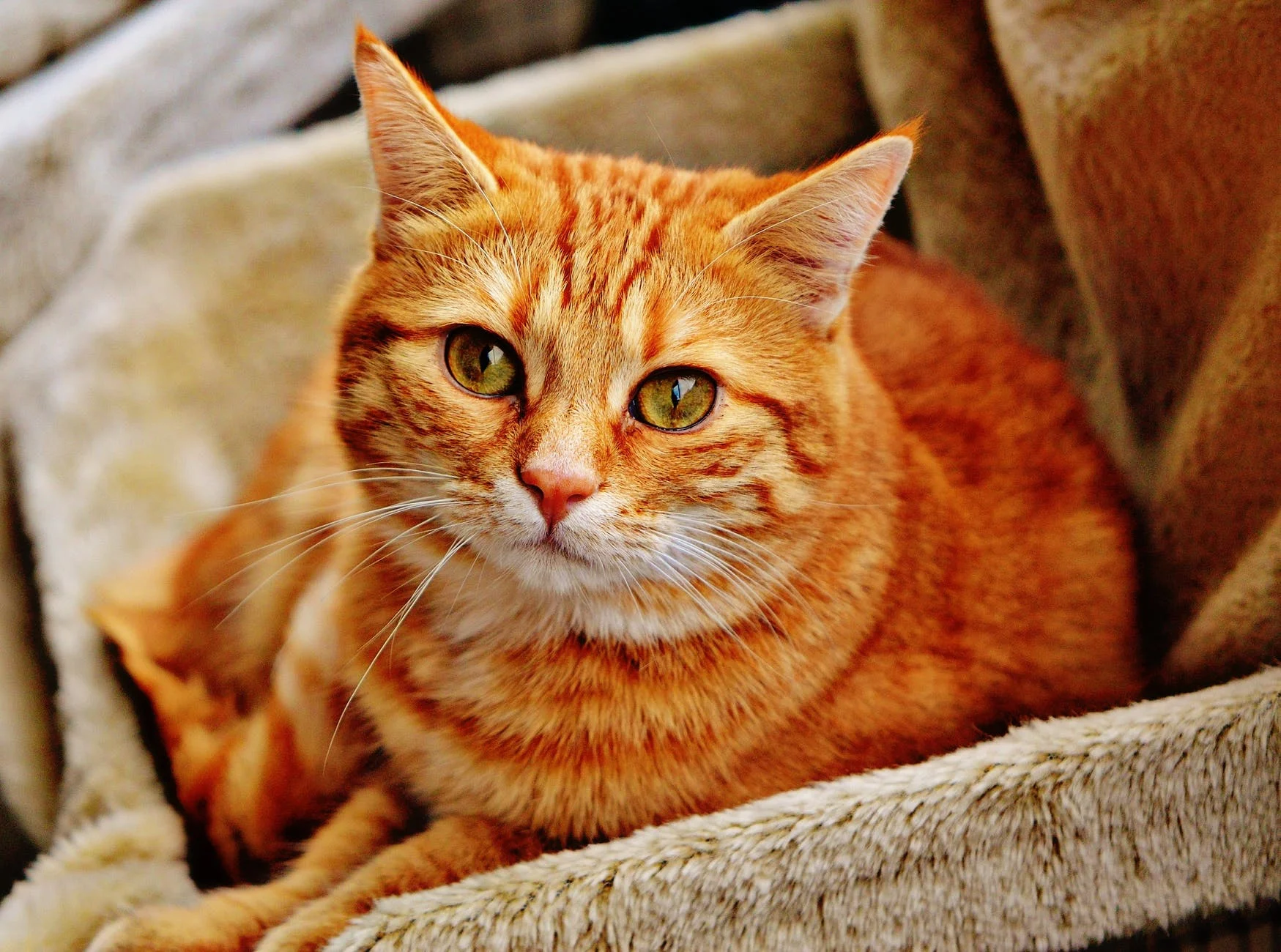 Les chats ont une vue étonnante