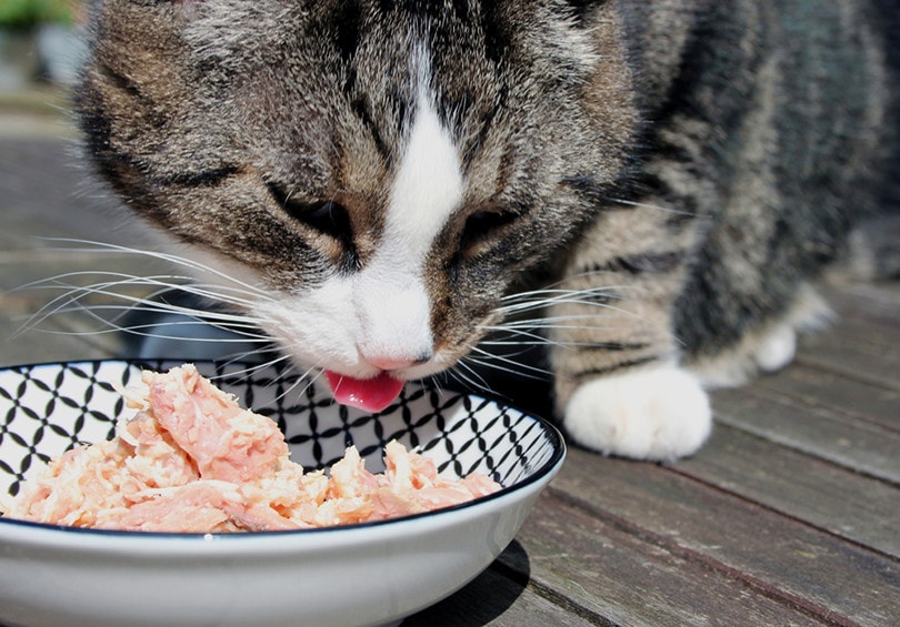Les chats peuvent-ils manger du thon