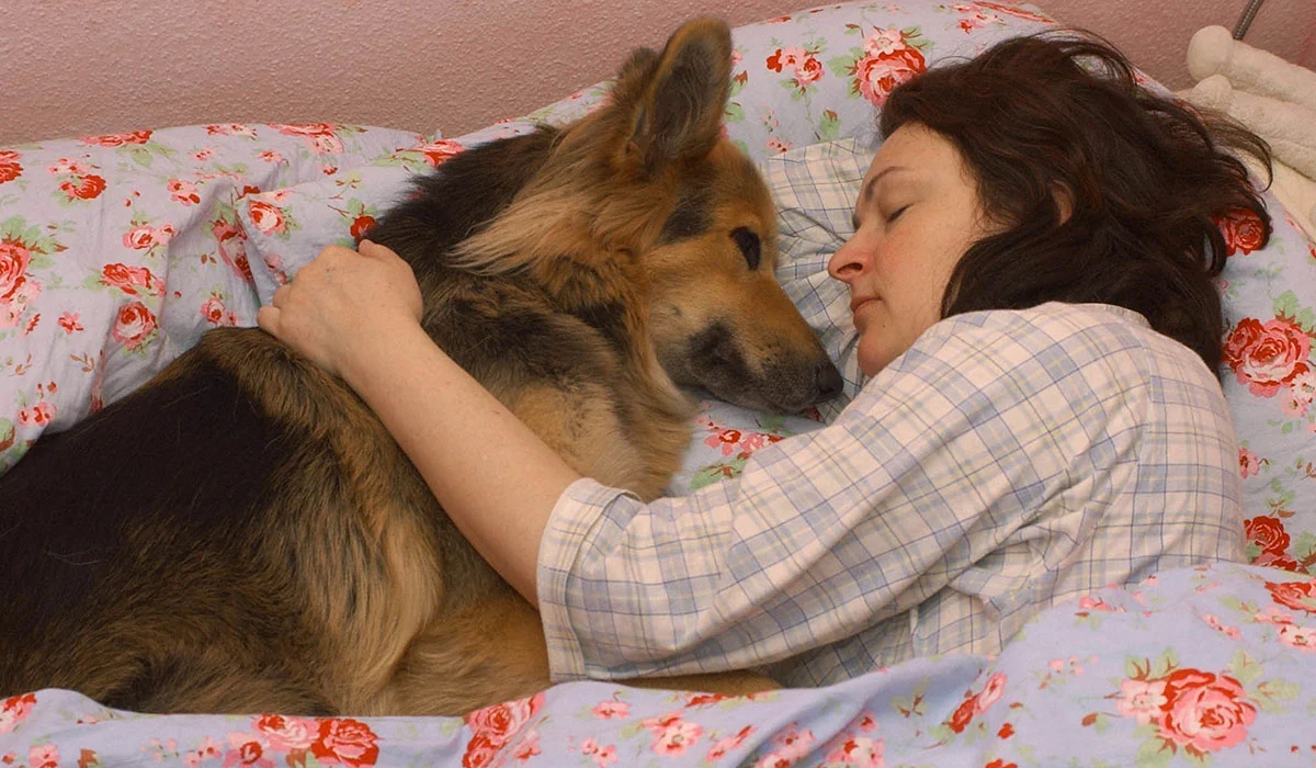 Les chiens ne bougent pas