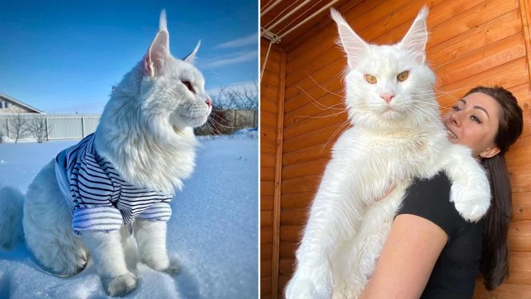 Maine Coon
