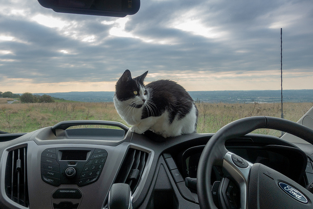 Maintenir le chat sur vos genoux en conduisant