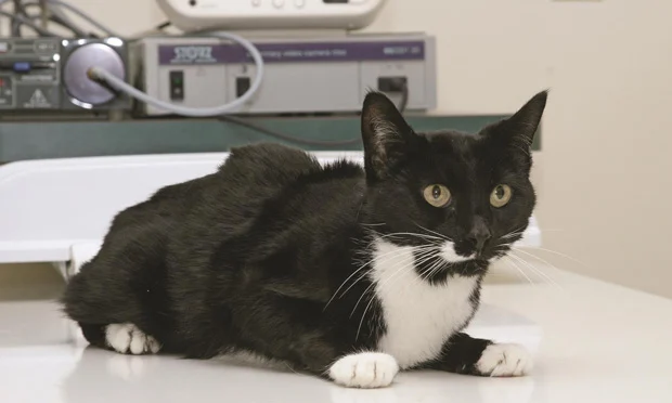 Les symptômes de la maladie rénale chez le chat