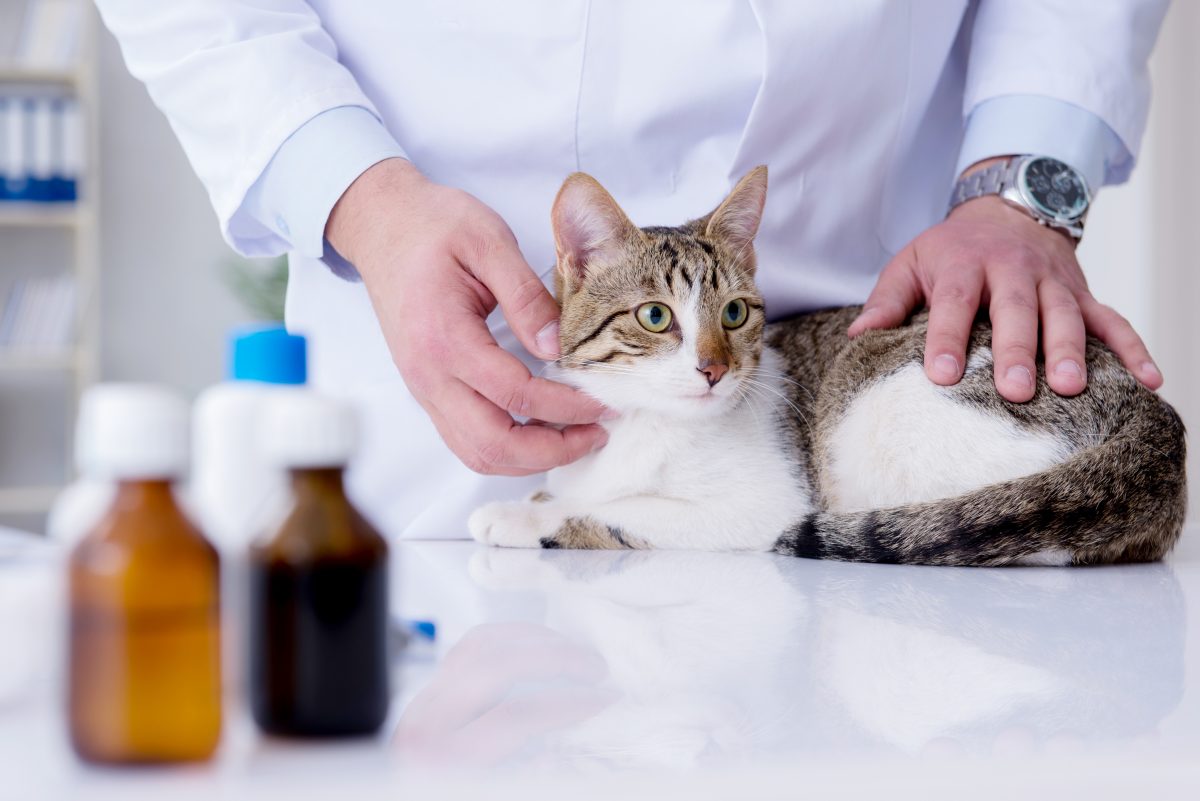Les causes potentielles de la maladie rénale chronique chez les chats