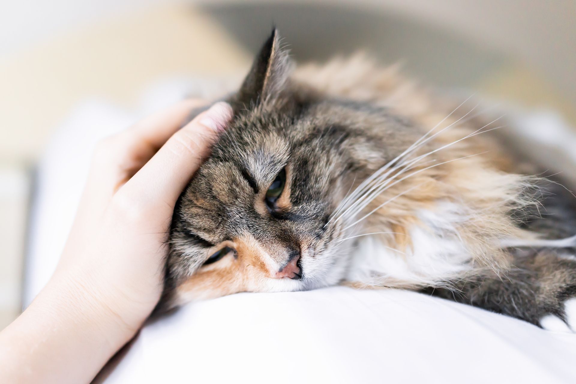 8 conseils pour prévenir les maladies rénales chez les chats