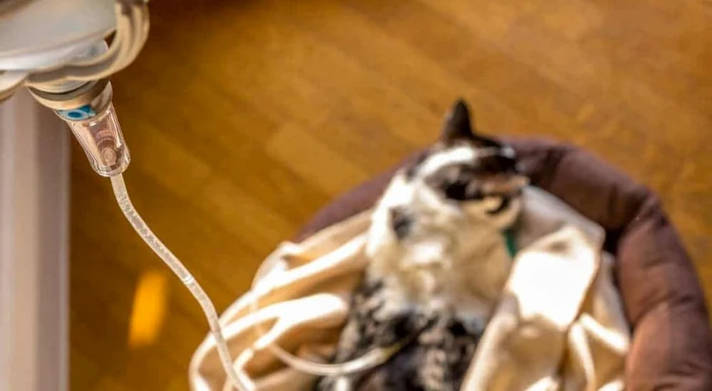 Maladie rénale chronique chez le chat