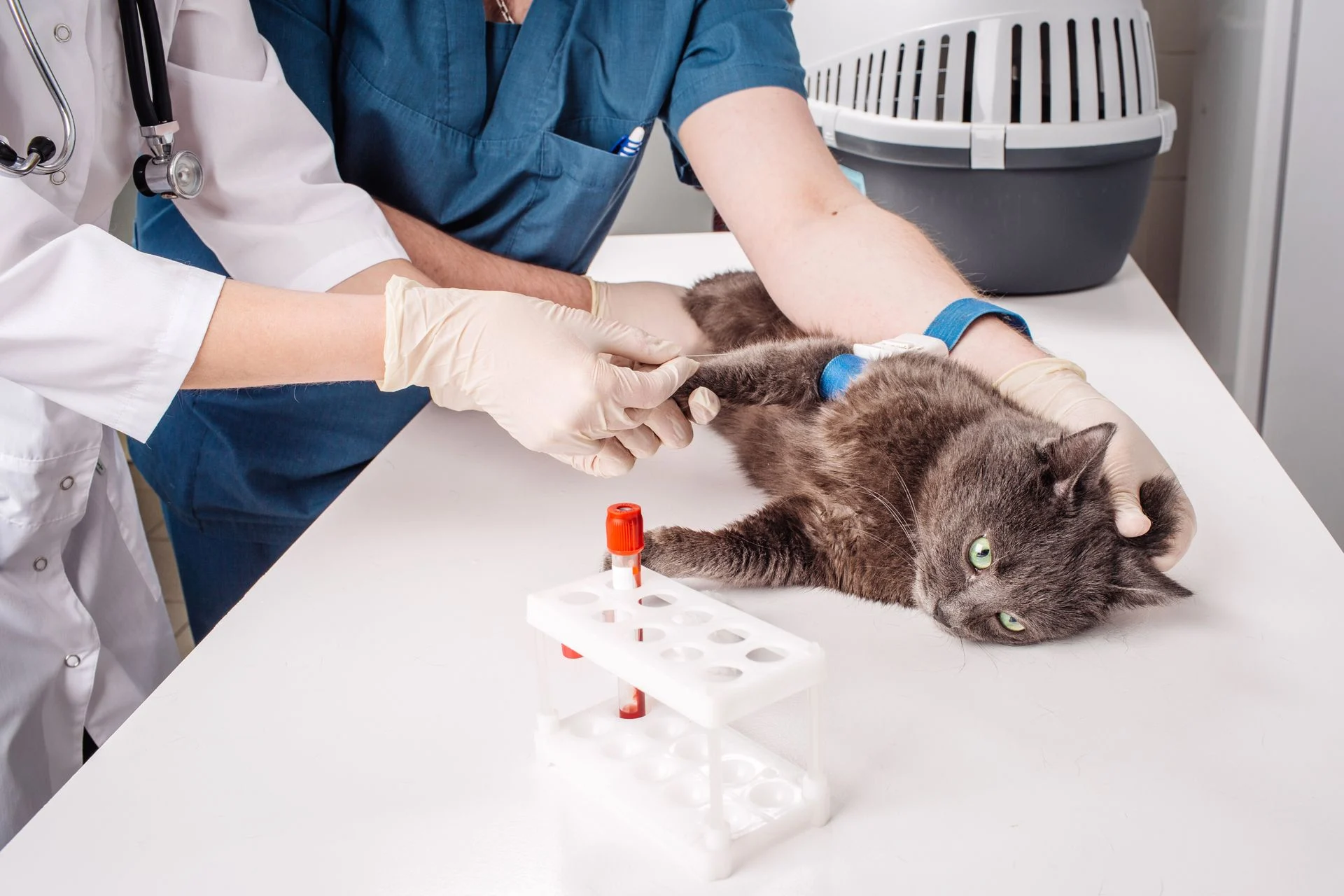 Les chats et les maladies rénales