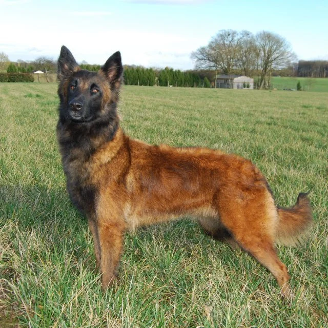 Malinois belge