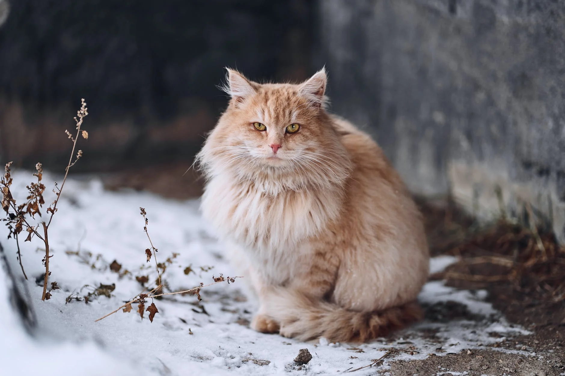 Ne suralimentez pas votre chat