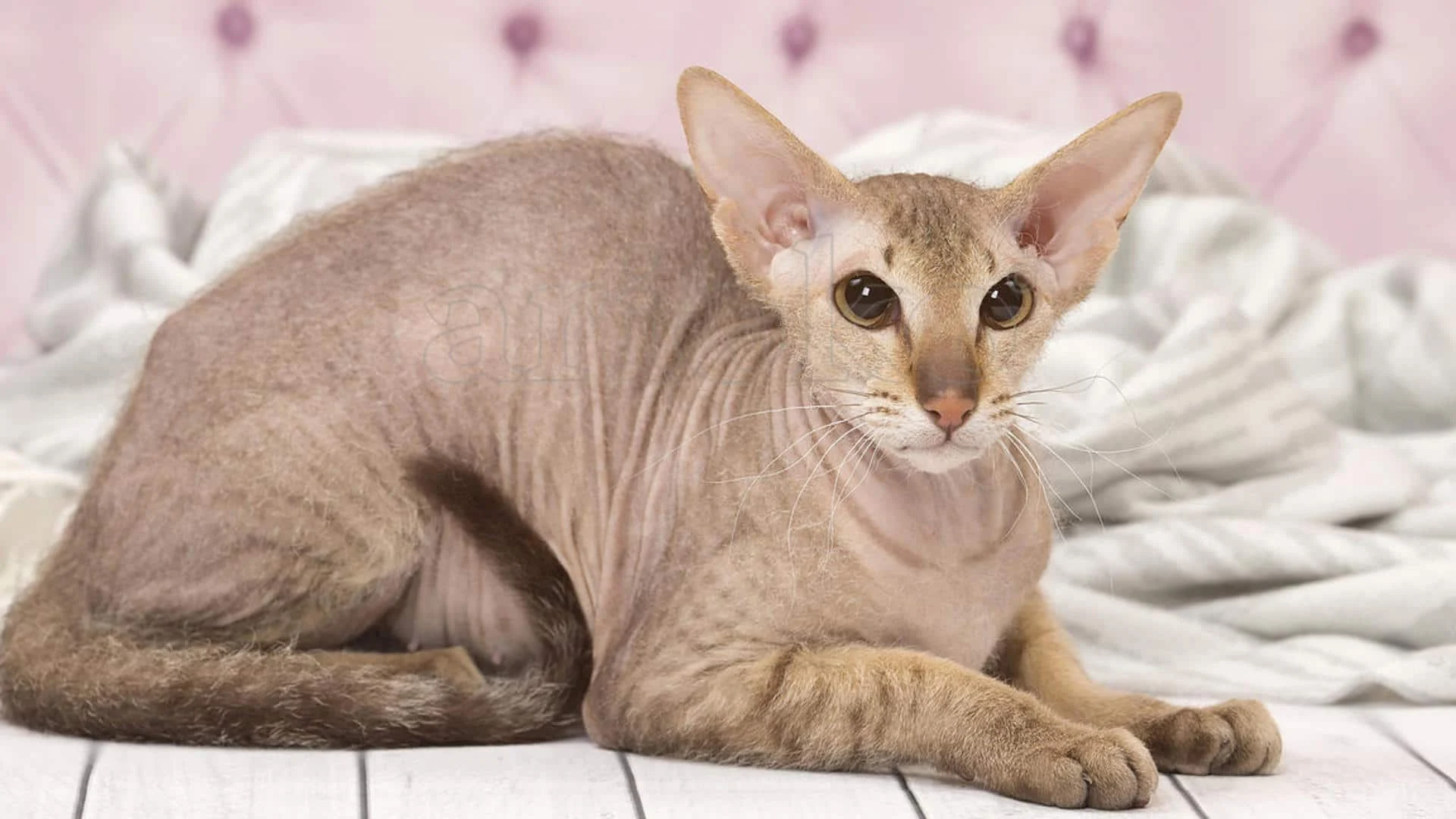 Peterbald