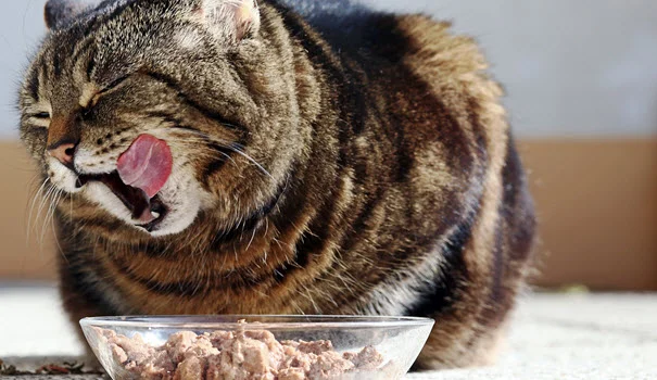 Profil nutritionnel recommandé