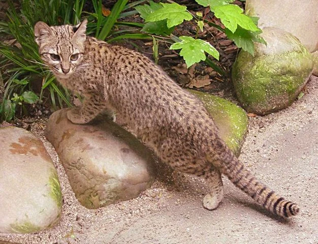 Safari