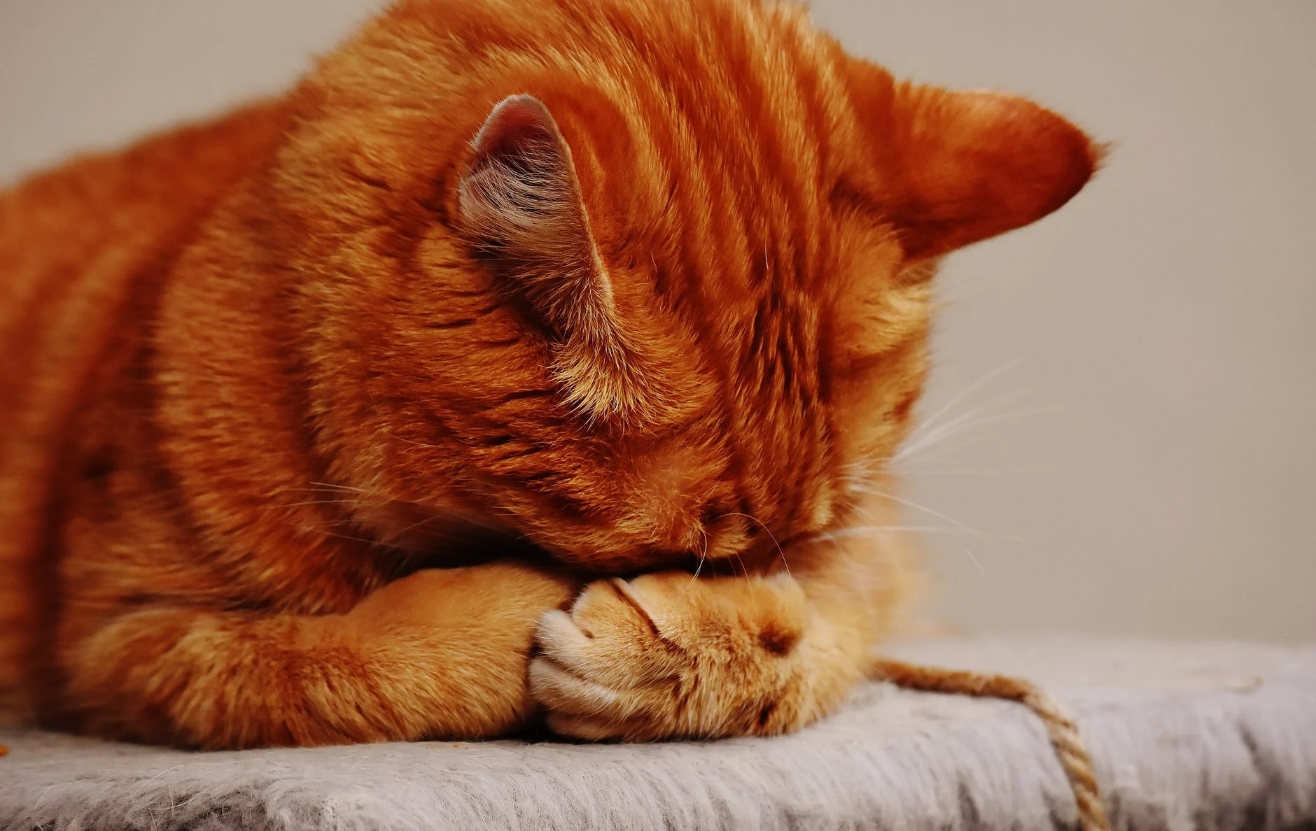Si vous recevez des réactions négatives, donnez au chat un peu d'espace