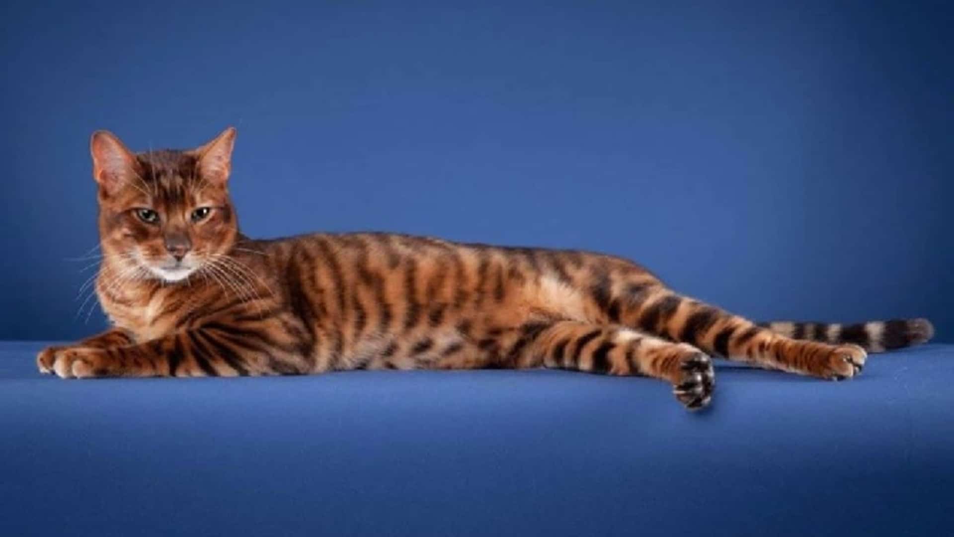 Toyger