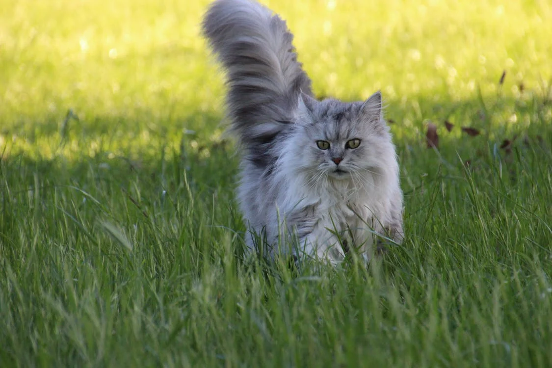 Un chat avec une queue en forme de point d'interrogation