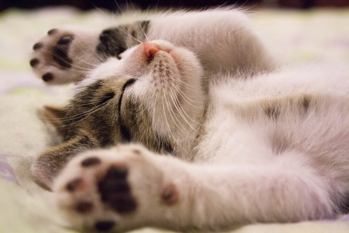 Un chat fatigué est un chat heureux