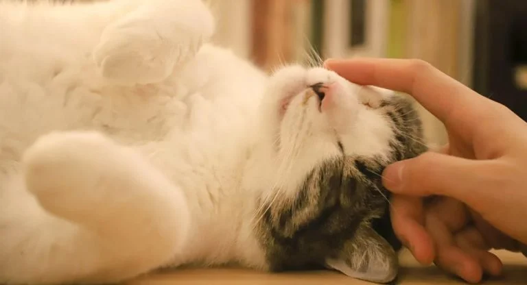 8 conseils pour que votre chat soit heureux à la maison