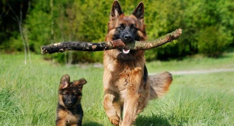 Le berger allemand