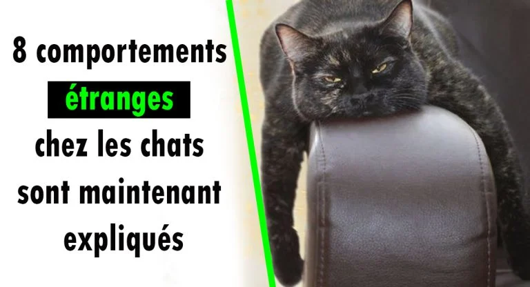 Les chats sont de merveilleux compagnons