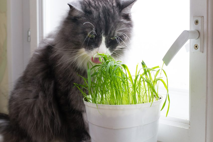 Utiliser l'herbe à chat