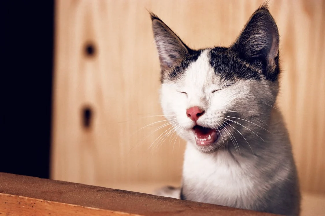 Votre chat caquette
