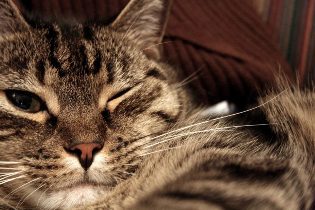 baiser de chaton