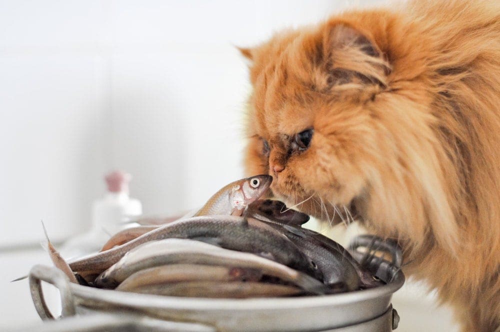 Les chats peuvent-ils manger du poisson cru