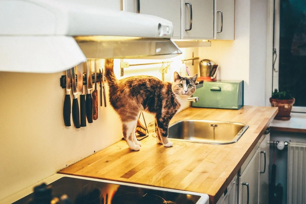 Les chats peuvent-ils manger du poisson cru