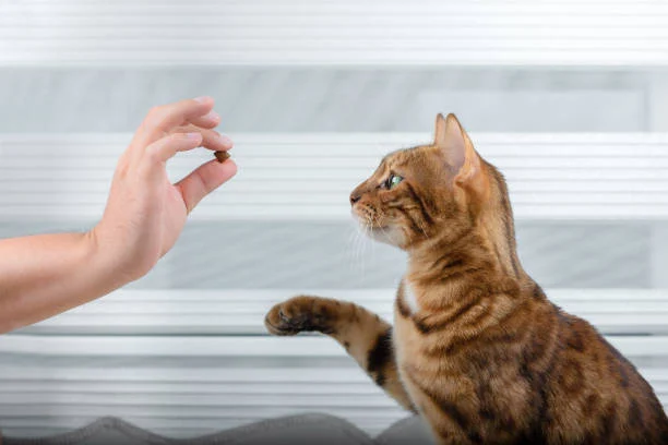 Apprenez à votre chat à comprendre un signe