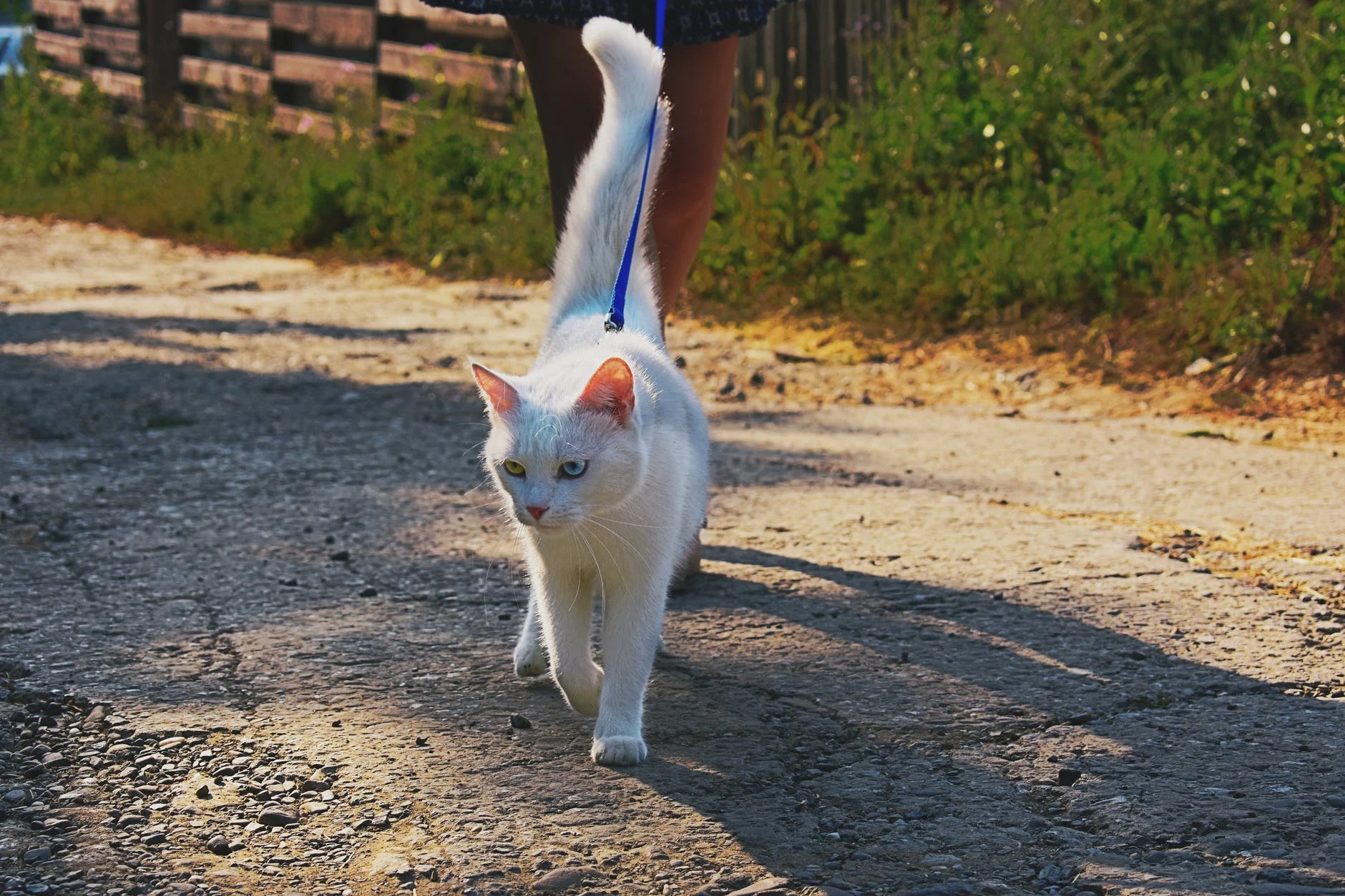 chat préfèrent ne rien faire de la journée