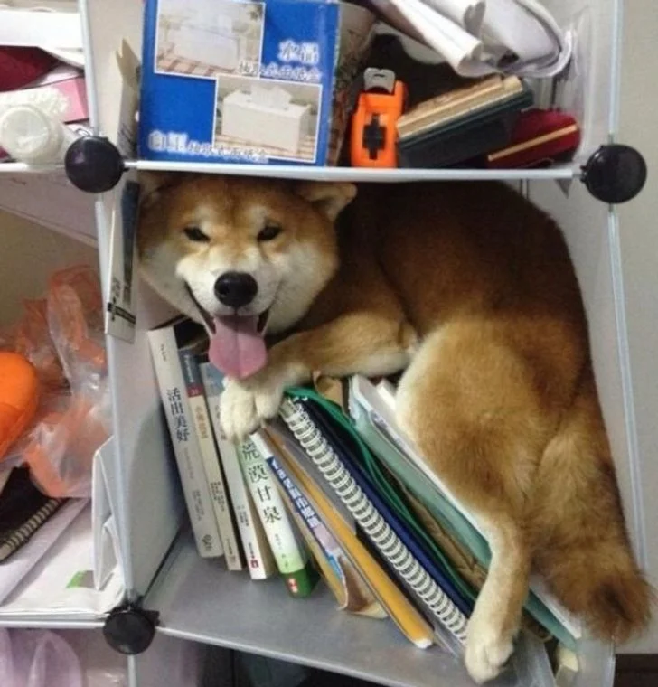 jouer à cache-cache avec votre chien