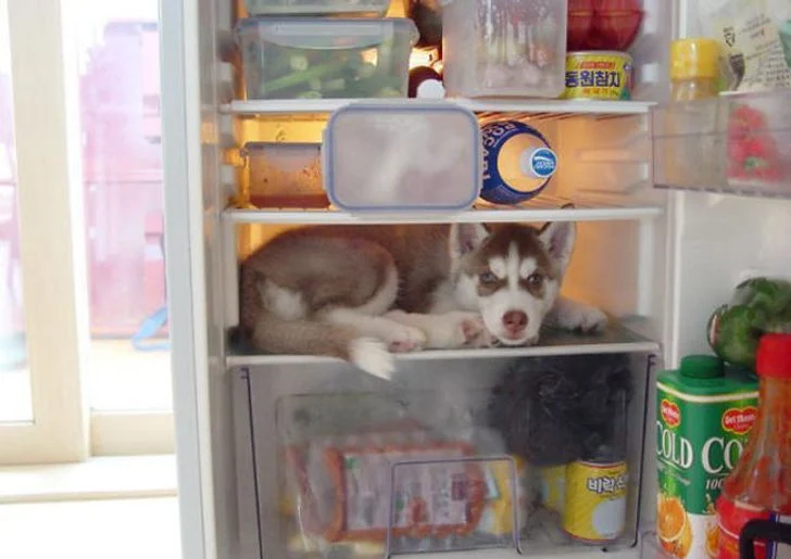 jouer à cache-cache avec votre chien