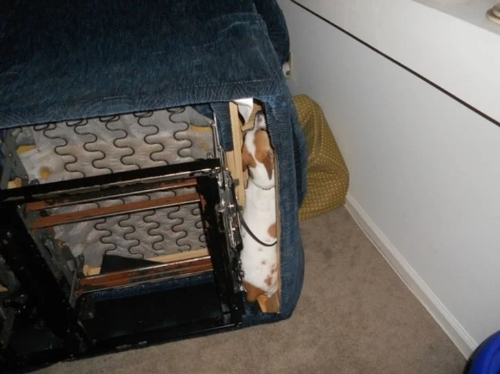 jouer à cache-cache avec votre chien