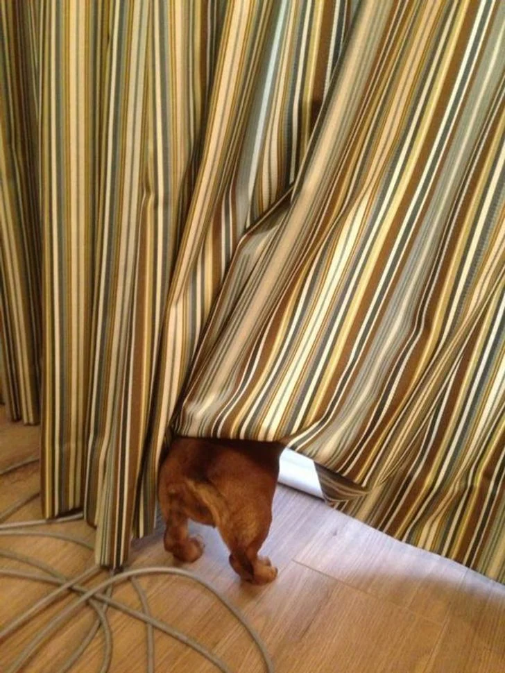 jouer à cache-cache avec votre chien