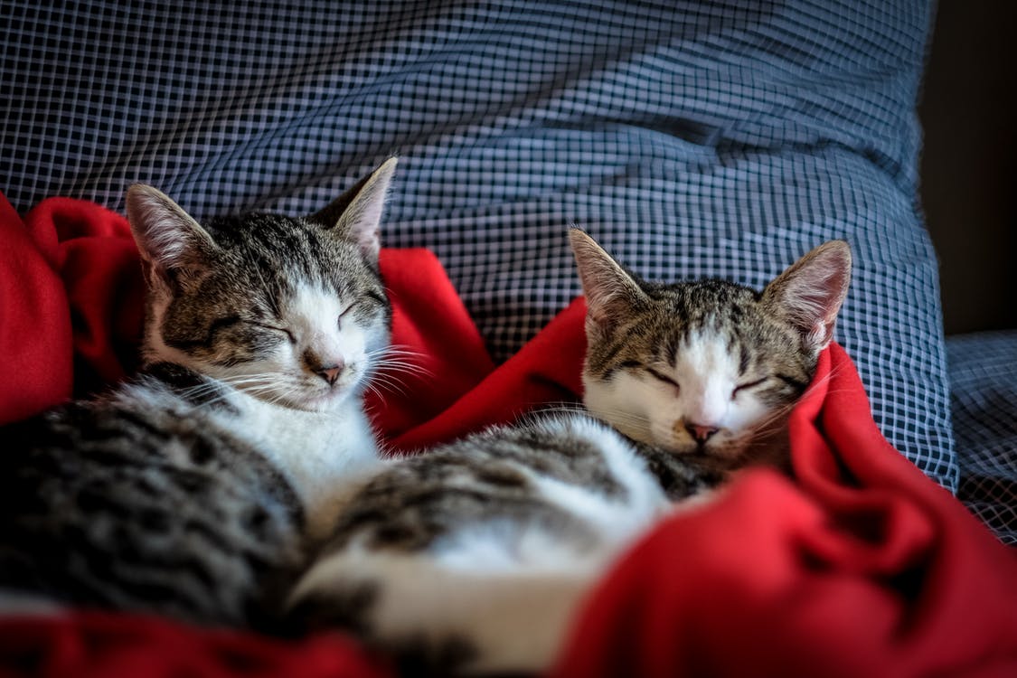 les chats passent deux tiers de leur vie à dormir. Ainsi, un chat de 9 ans ne passe que 3 ans de sa vie éveillé
