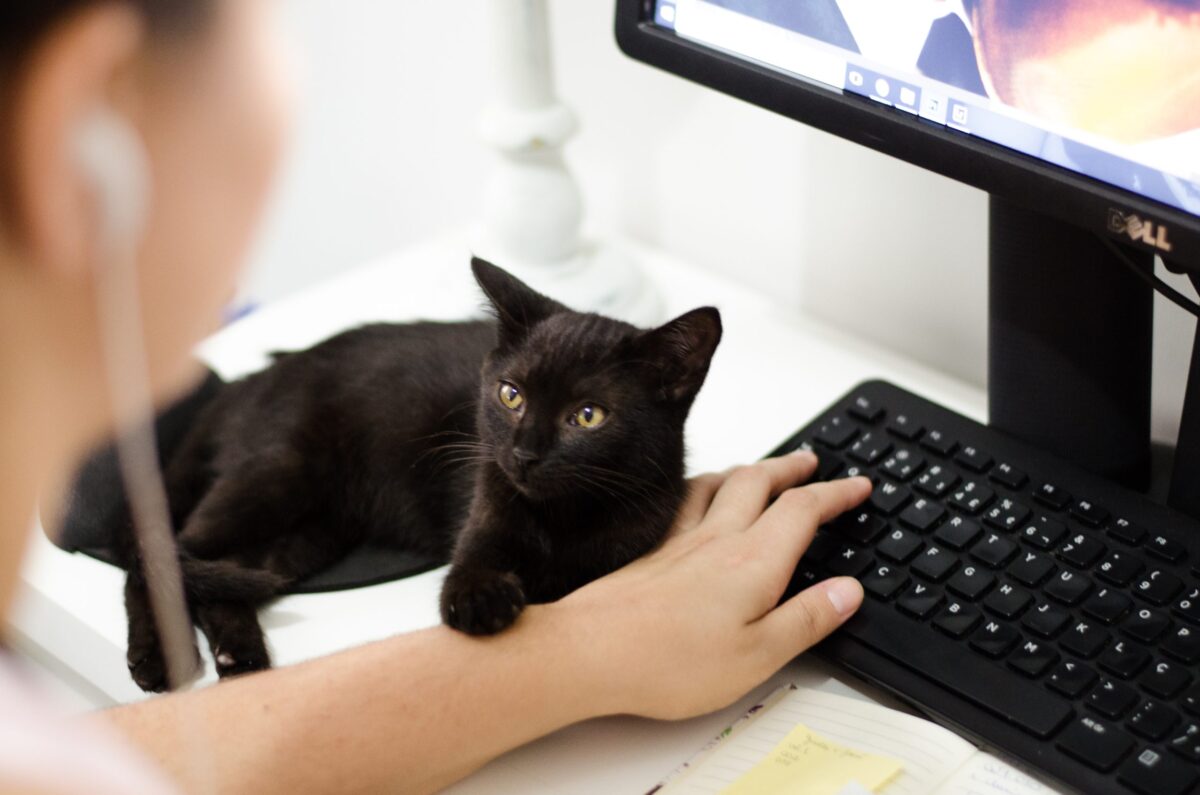 6 astuces pour gagner l’affection d’un chat selon la science Approchez le chat de la même manière qu'ils se saluent