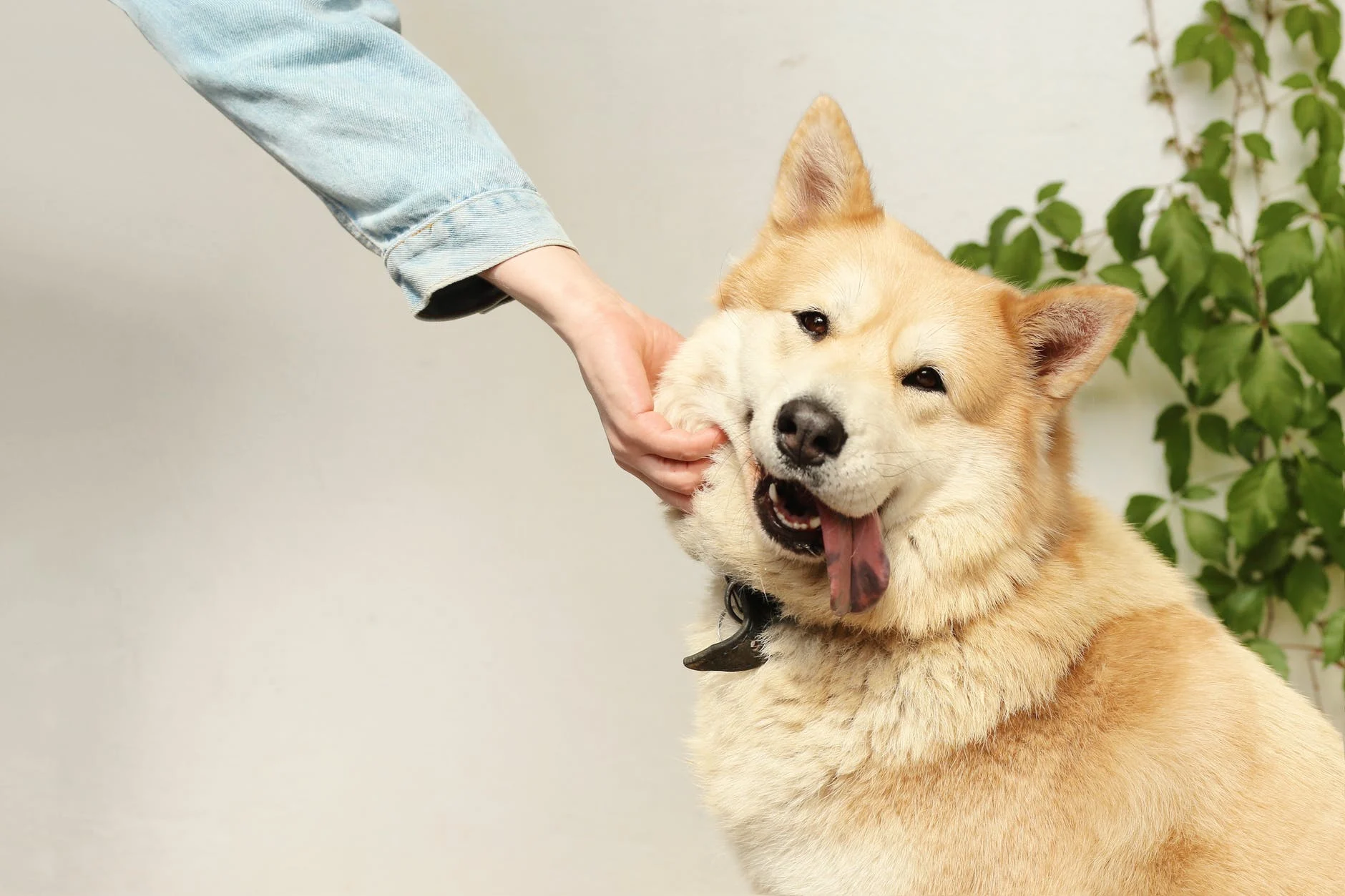 votre chien connaît sur vous